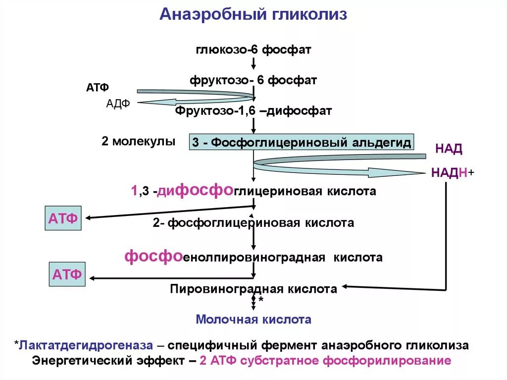 Реакция окисления гликолиза. Анаэробный гликолиз этапы биохимия. Схема схема анаэробного гликолиза. Анаэробное окисление Глюкозы схема. Стадии анаэробного гликолиза биохимия.