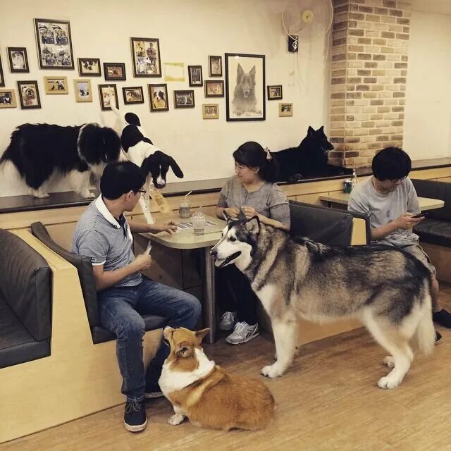 Где в москве можно с собаками. Собачье кафе в Японии. Собака в кафе. Кафе с животными в Корее. Кафе для животных в Москве.