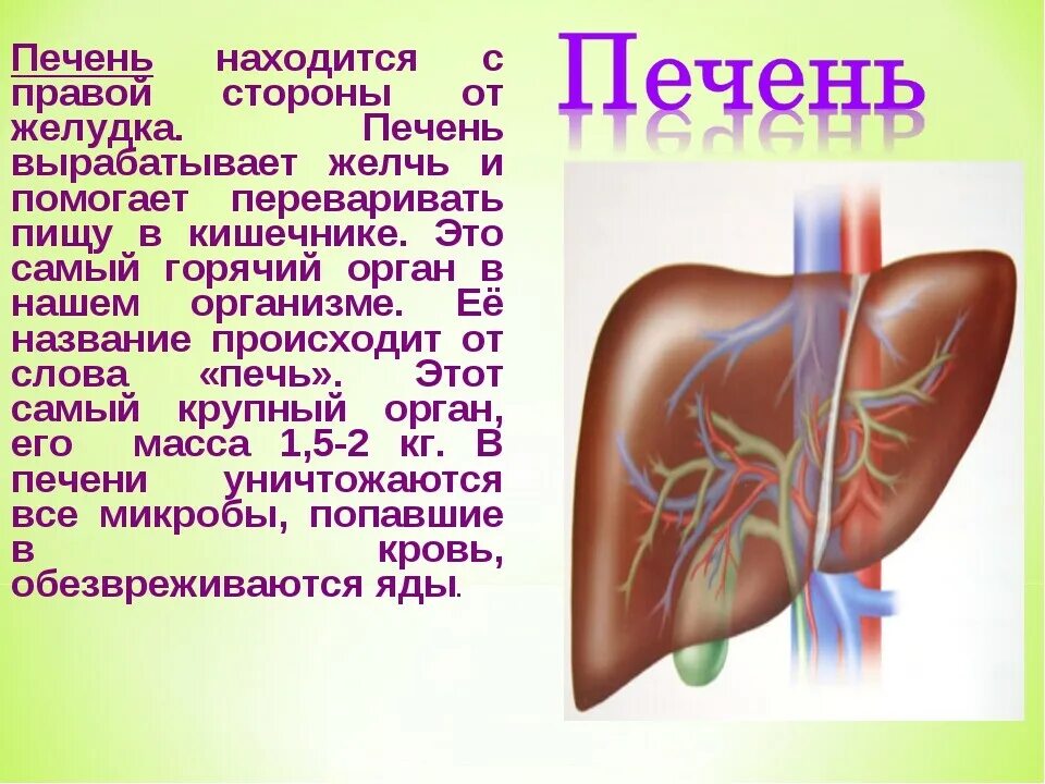 С какой стороны печень у человека. Где находится печень у человека. Строение тела человека печень.