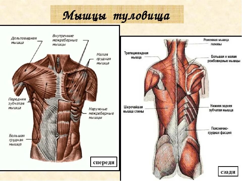 Передняя часть человека. Мышцы торса спереди. Мышцы туловища спереди анатомия. Поверхностные мышцы туловища спереди.