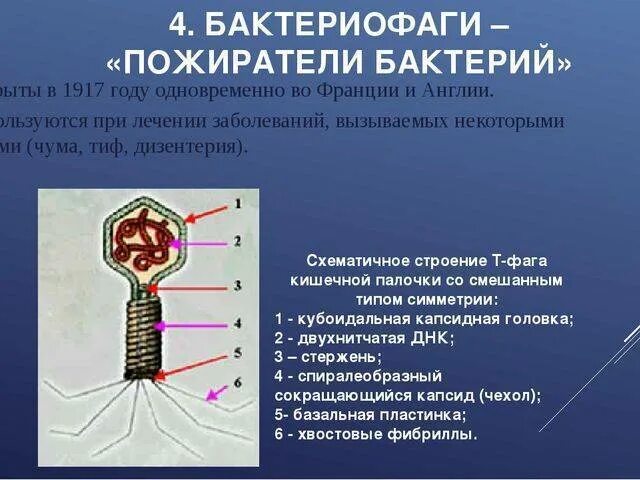 Наследственный аппарат бактериофага. Бактериофаги- Пожиратели бактерий. Вирус бактериофаг 5 класс. Бактериофаг биология 10 класс. Микроорганизм бактериофаг.