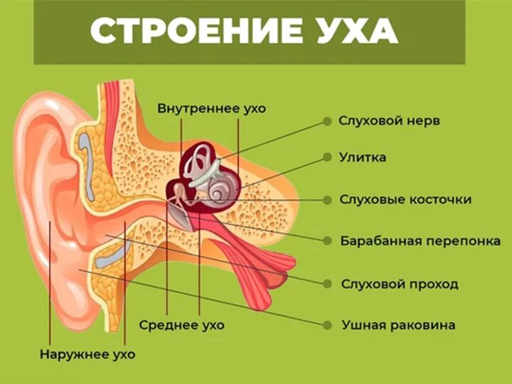 Строение уха человека описание. Строение внутреннего уха человека анатомия. Наружное среднее и внутреннее ухо схема. Строение уха ЕГЭ биология. Внутреннее ухо строение биология.