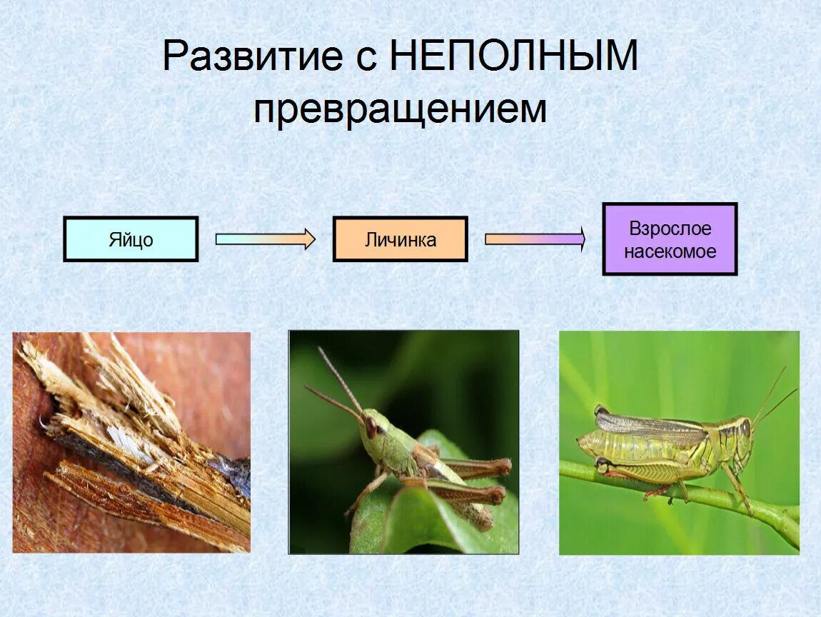 Отряд насекомых тип развития. Отряды насекомых с полным и неполным превращением. Развитие насекомых. Типы развития насекомых. Насекомые с неполным превращением.