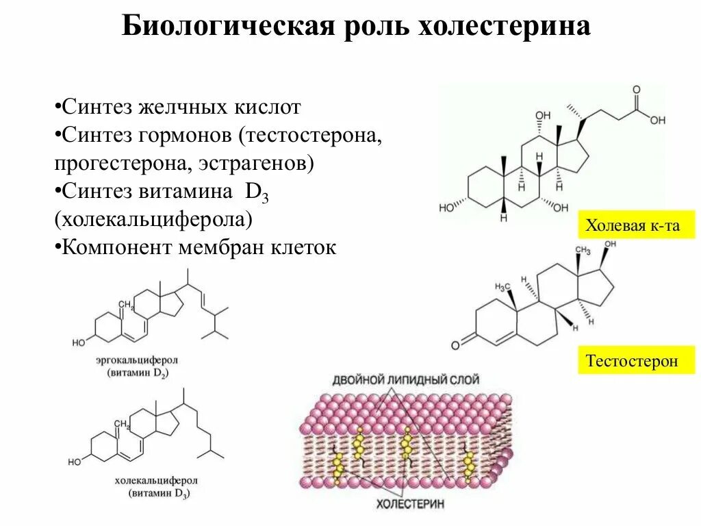 Биологическая роль холестерина. Схема синтеза желчных кислот биохимия. Синтез желчных кислот из холестерина биохимия. Биологическая роль желчных кислот. Синтез желчных кислот из холестерола.