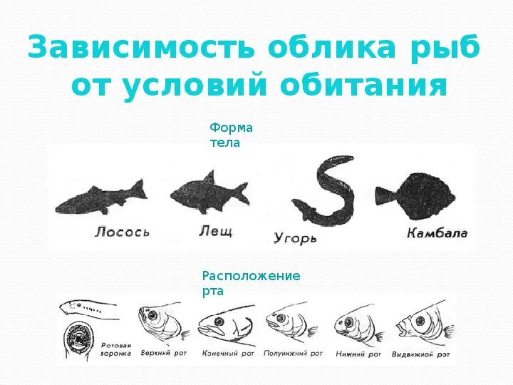 Рыбы условия жизни. Приспособленность рыб к условиям обитания. Форма тела рыб. Разные формы тела рыб. Приспособление рыб к среде обитания.