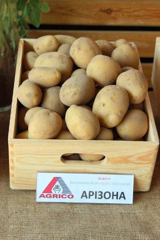 Картофель семенной "аризона". Описание картофеля аризона характеристика отзывы. Сорт аризона. Сорт картофеля аризона. Описание картофеля аризона характеристика отзывы.