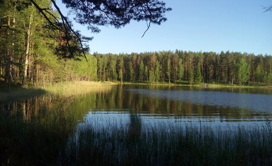 Озеро Радицкое Брянск. Озеро Висагинас. Висагинас Литва озеро. Окрестности Висагинаса. Погода в м озерах