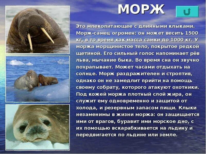Доклад про моржа. Доклад про моржа 4 класс окружающий мир. Информация о Морже. Сообщение о Морже
