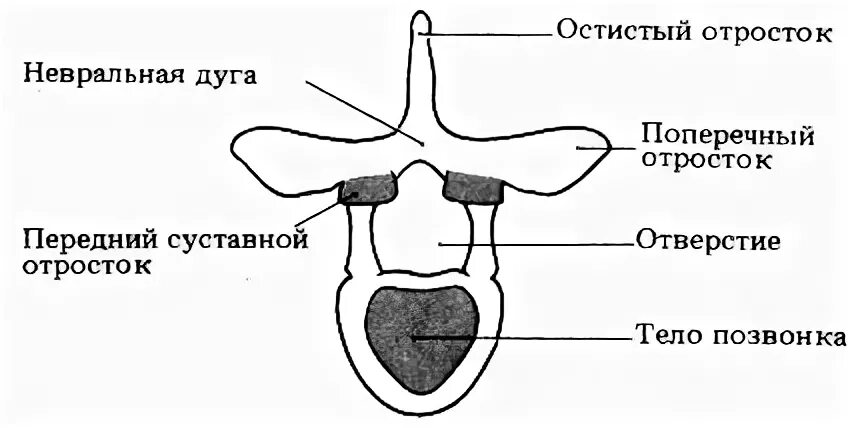 Поперечная дуга
