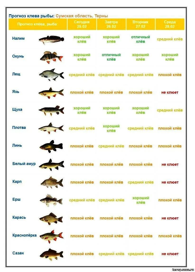 Прогноз клева. Клев рыбы. Прогноз клёва рыбы. Хороший клев рыбы. Мир клева