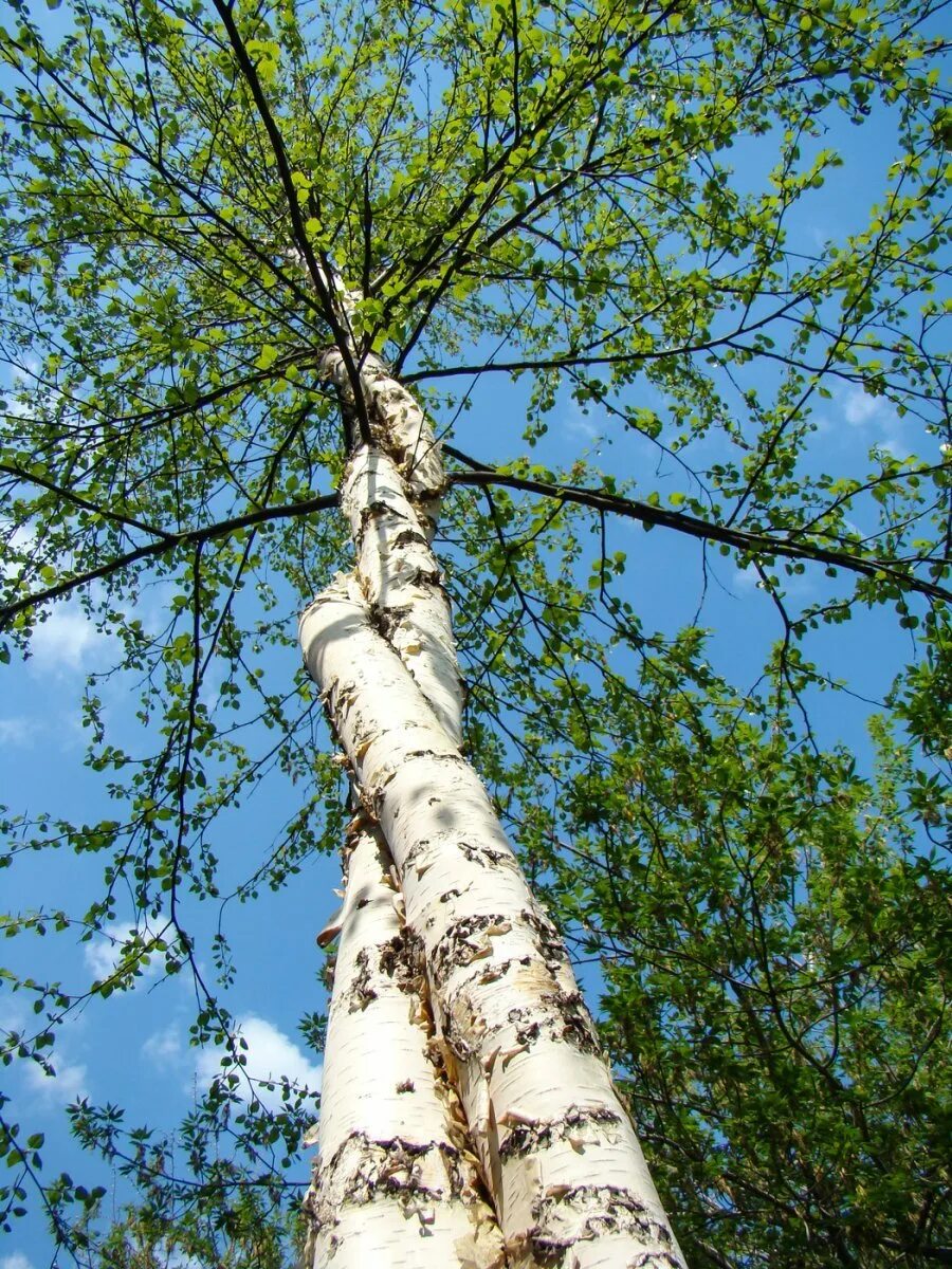 Березки второй. Березки второй. Березовая роща береза повислая. Две березы. Одинокая береза.