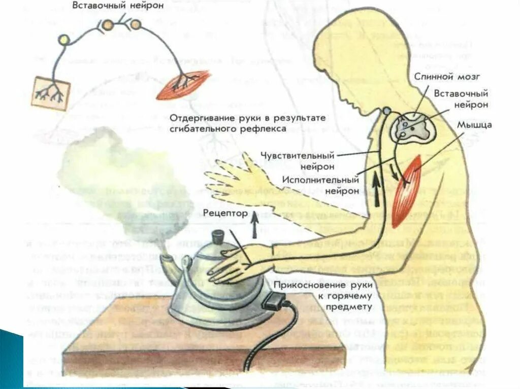 Чувство рефлекса. Схема сгибательного рефлекса отдергивания руки от горячего предмета. Рефлекс отдергивания руки от горячего предмета. Схема рефлекторной дуги отдергивания руки от горячего предмета. Рефлекторная дуга схема рефлекс отдергивания.
