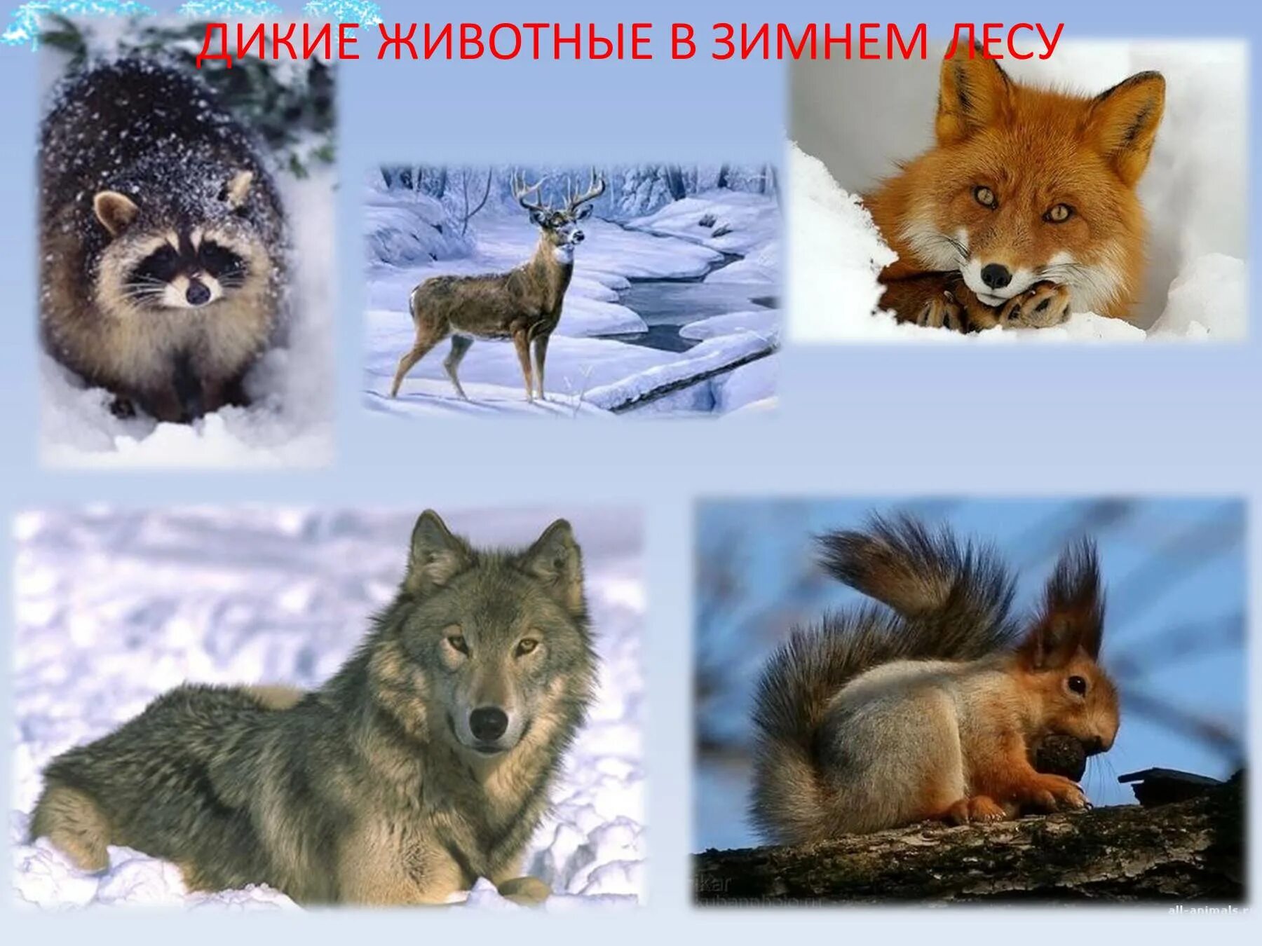 Беседа жизнь животных зимой. Дикие звери зимой. дикие животные зимой для детей. презентация дикие животные зимой. надпись животные зимой.