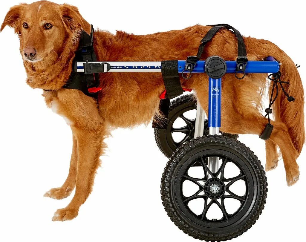 Инвалидная коляска для собак Walkin Wheels. Коляска для собак Walkin' Wheels. Кот в коляске. Собака на колесах. Коляска для котов