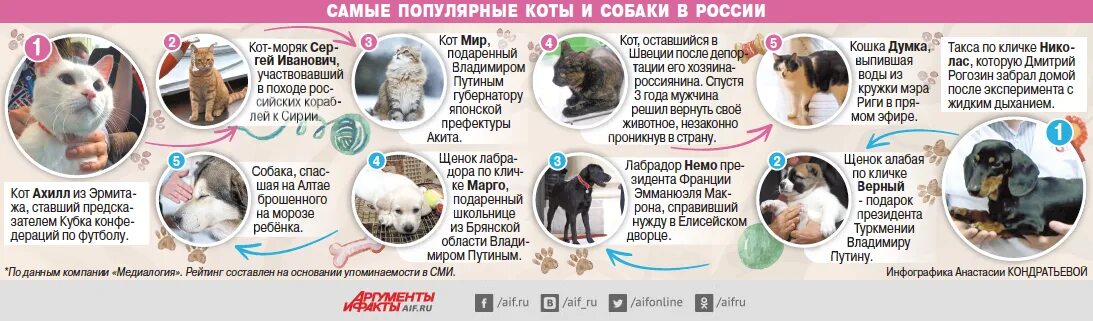 Домашние животные статистика. Самые распространённые домашние животные. Инфографика кошки и собаки. Самые распространённые домашние животные. Самые популярные домашние животные статистика.