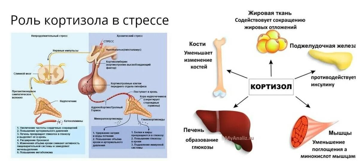 Кортизол гормон чего. Выработка гормона кортизола. Кортизол гормон повышен. Гормон стресса кортизол норма. Надпочечники вырабатывают гормон кортизол.