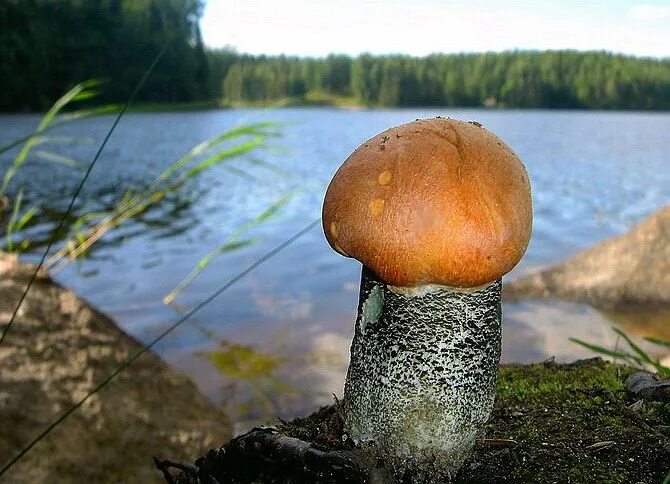 Грибы на берегу. Водные грибы. Озеро грибы.