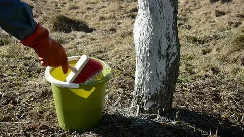 Как сделать побелку для деревьев самому