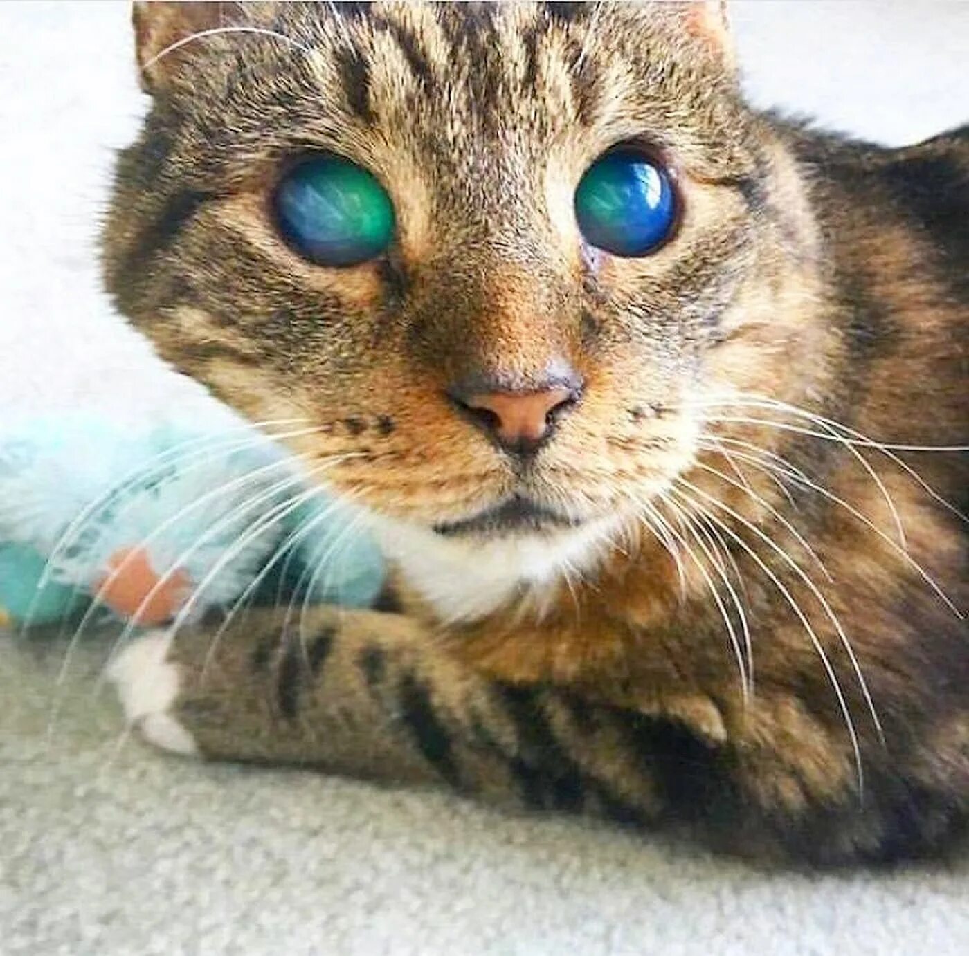 Редкие цвета кошек. Необычные кошки. Слепой кот. Коты с необычными глазами. Кошки красивые необычные.