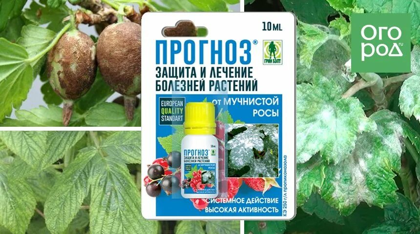 Индиго от болезней растений. Фунгицид от мучнистой росы. Прогноз от мучнистой росы. Прогноз от мучнистой росы инструкция. Кумулус фунгицид.