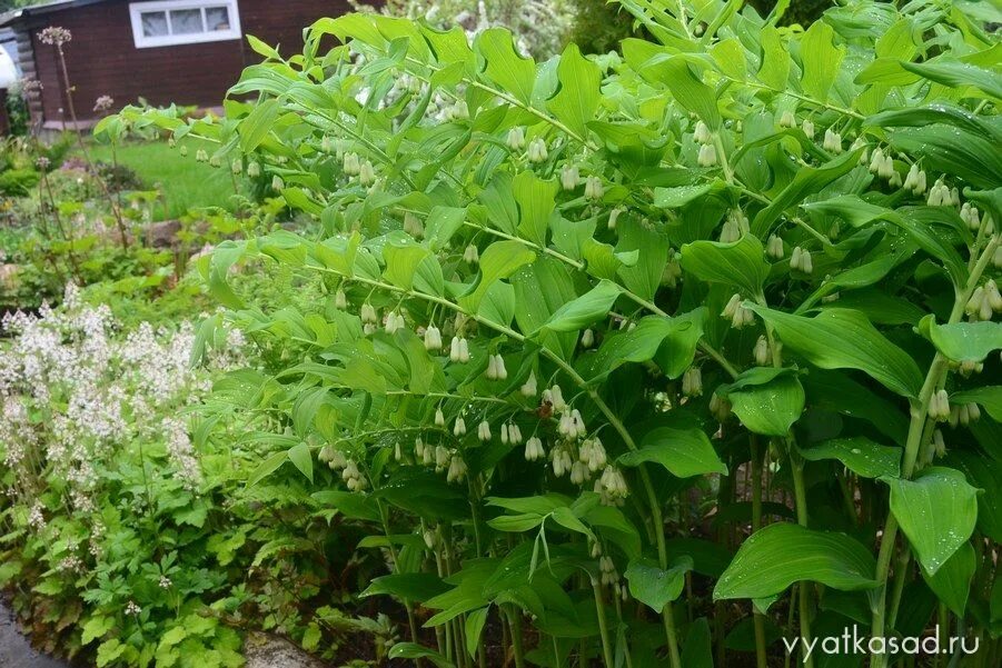 Растение купена душистая фото. Купена (polygonatum). Купена серповидная. Купена цветок. Купена цветок.