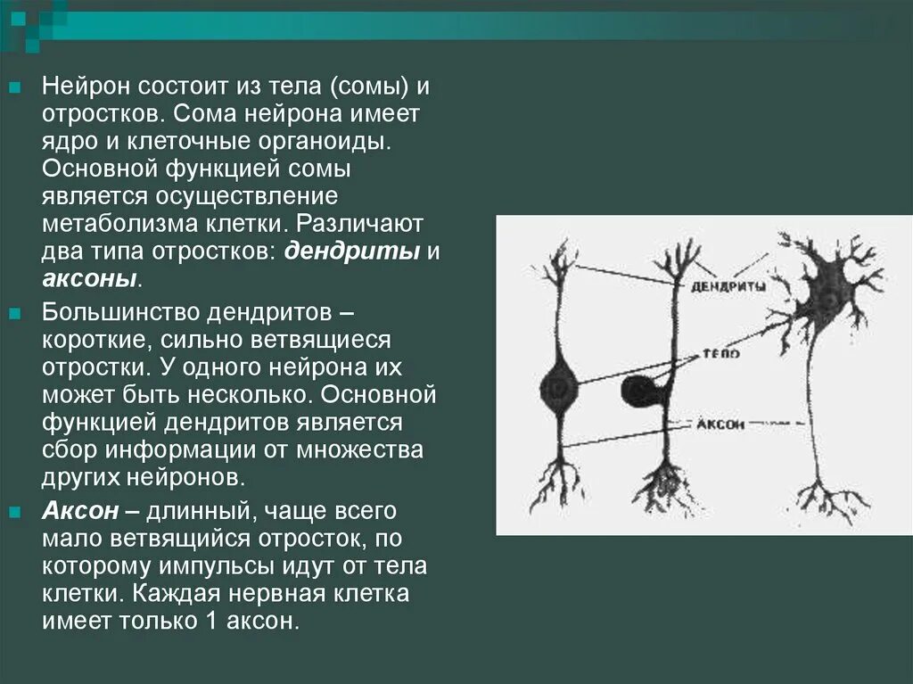 Короткие ветвящиеся отростки нервных клеток. Нейрон сома дендрит Аксон. Нейрон состоит из тела и отростков. Тело нейрона состоит из. Нейрон состоит из отростков и.