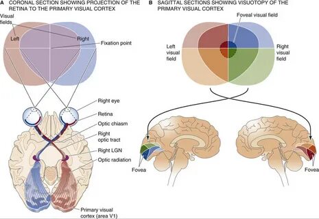Visual system