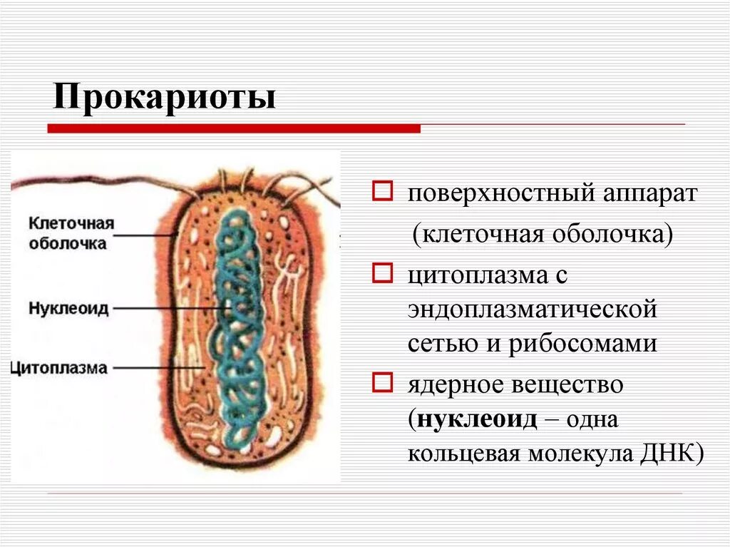 Прокариоты где. Прокариоты. Строение прокариот. Прокариотическая клетка. Строение клетки прокариот.