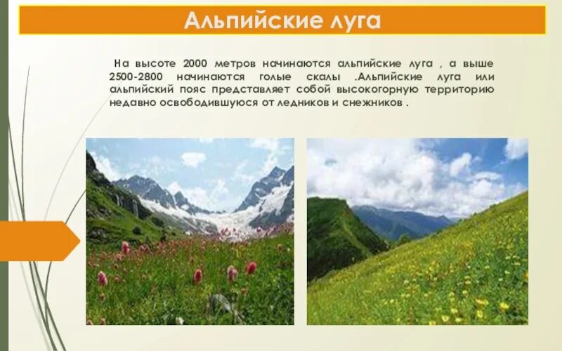 Альпийские луга какая область. Альпийские луга какая область. Альпийский луг фото. Альпийские луга презентация. Тушетия грузия луга.