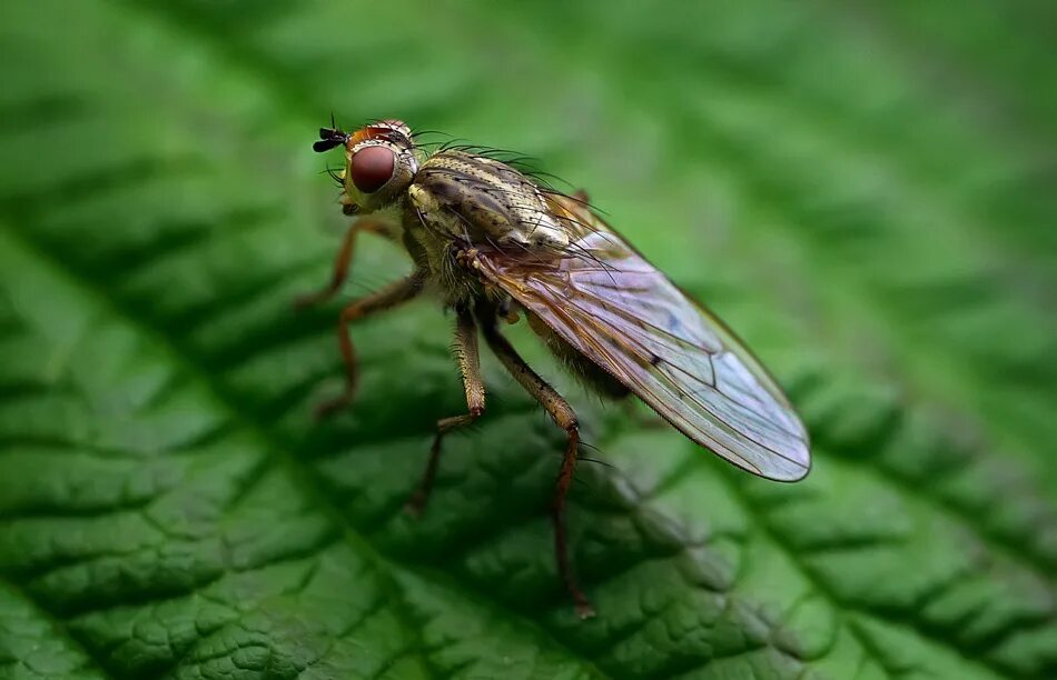Musca domestica комнатная муха. мухи название и фото. видовое название мухи. ползучая муха. муха (musca domestica domestica).
