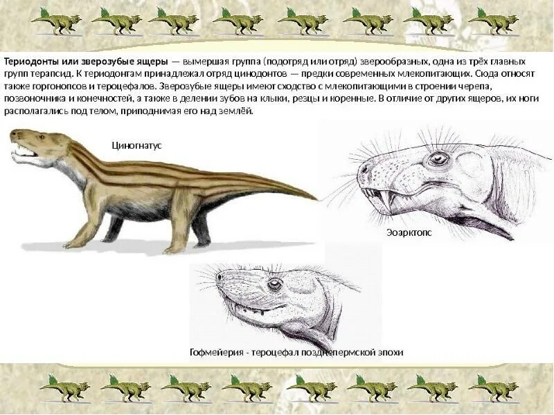 Зверозубый ящер переходная. Зверозубый ящер переходная форма между. Зверозубый ящер Эра. Териодонты терапсиды. Предки млекопитающих зверозубые ящеры.