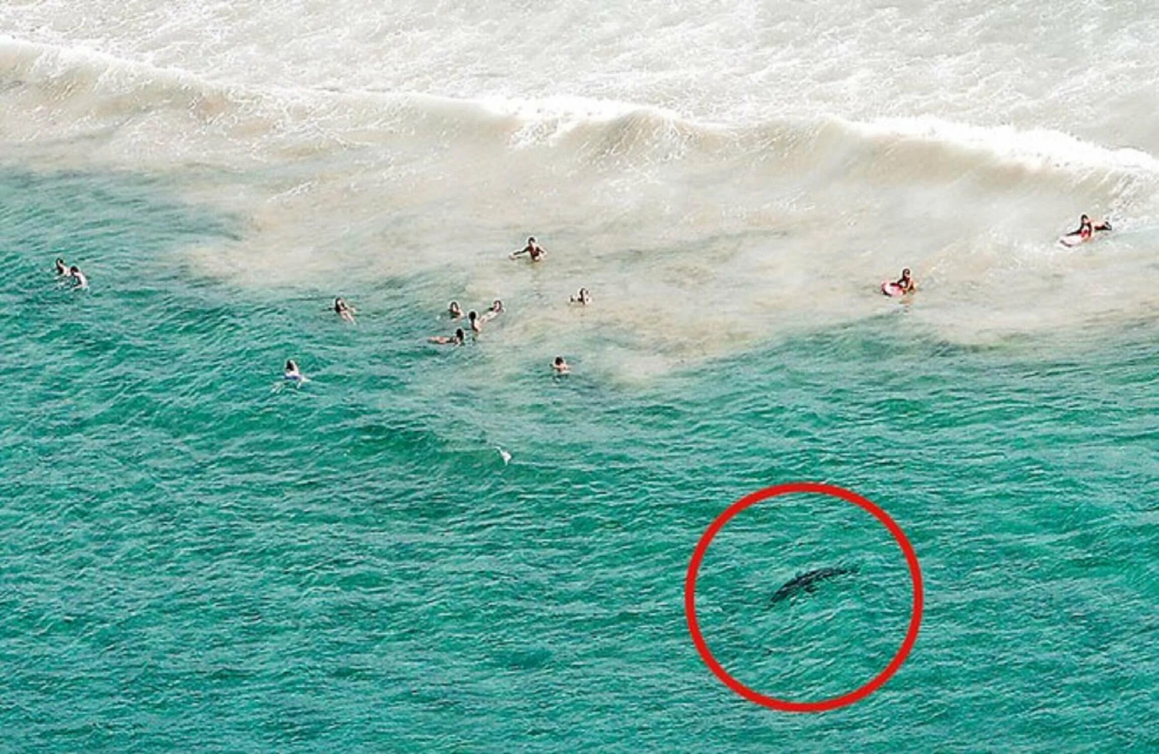 Нью Смирна Бич нападение акул. Опасное море. Акула на берегу моря.
