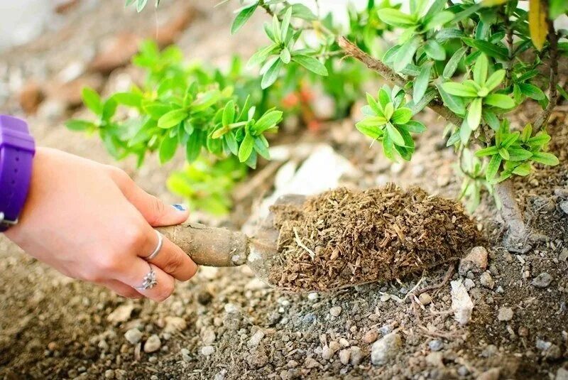 Чем можно подкормить деревья. Удобрения для растений. Удобрение почвы. Растения в почве. Удобрять растения.
