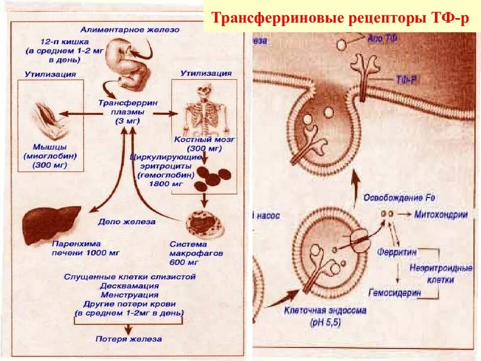 Рецепторы к трансферрину. Рецептор трансферрина. Растворимый рецептор трансферрина (stfr) — это. Растворимый рецептор трансферрина (stfr) — это. Рецепторы к трансферрину.