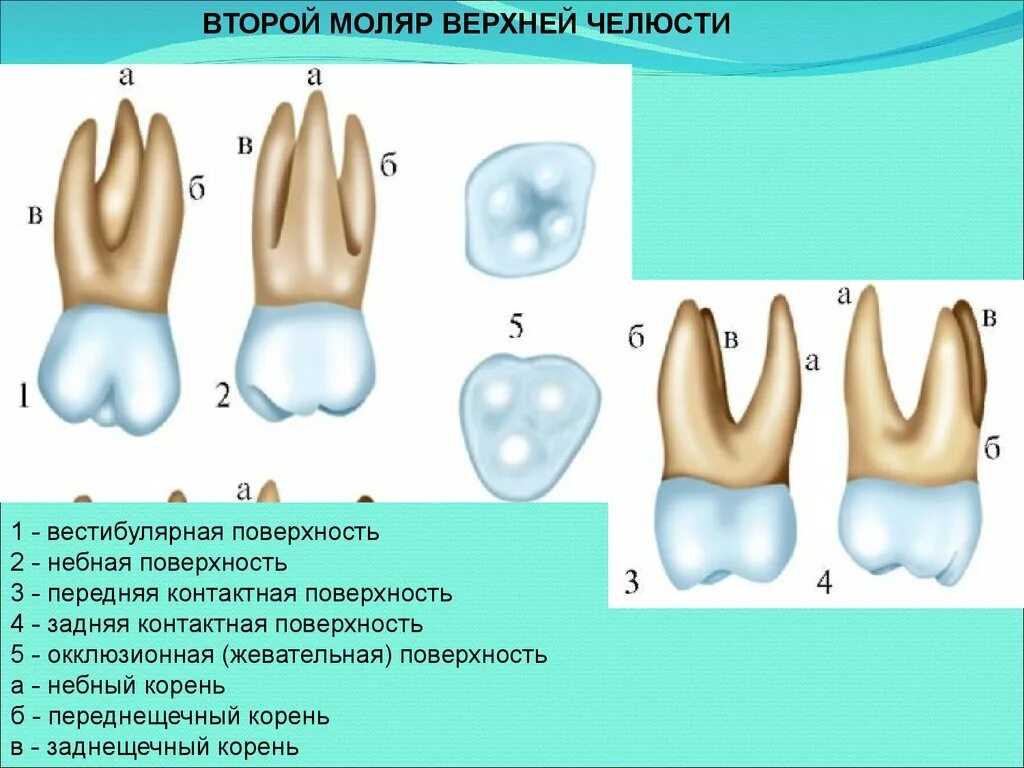 Первый моляр верхней челюсти. Зуб второй моляр верхней челюсти. Строение шестого моляра. Первый моляр верхней челюсти корни.