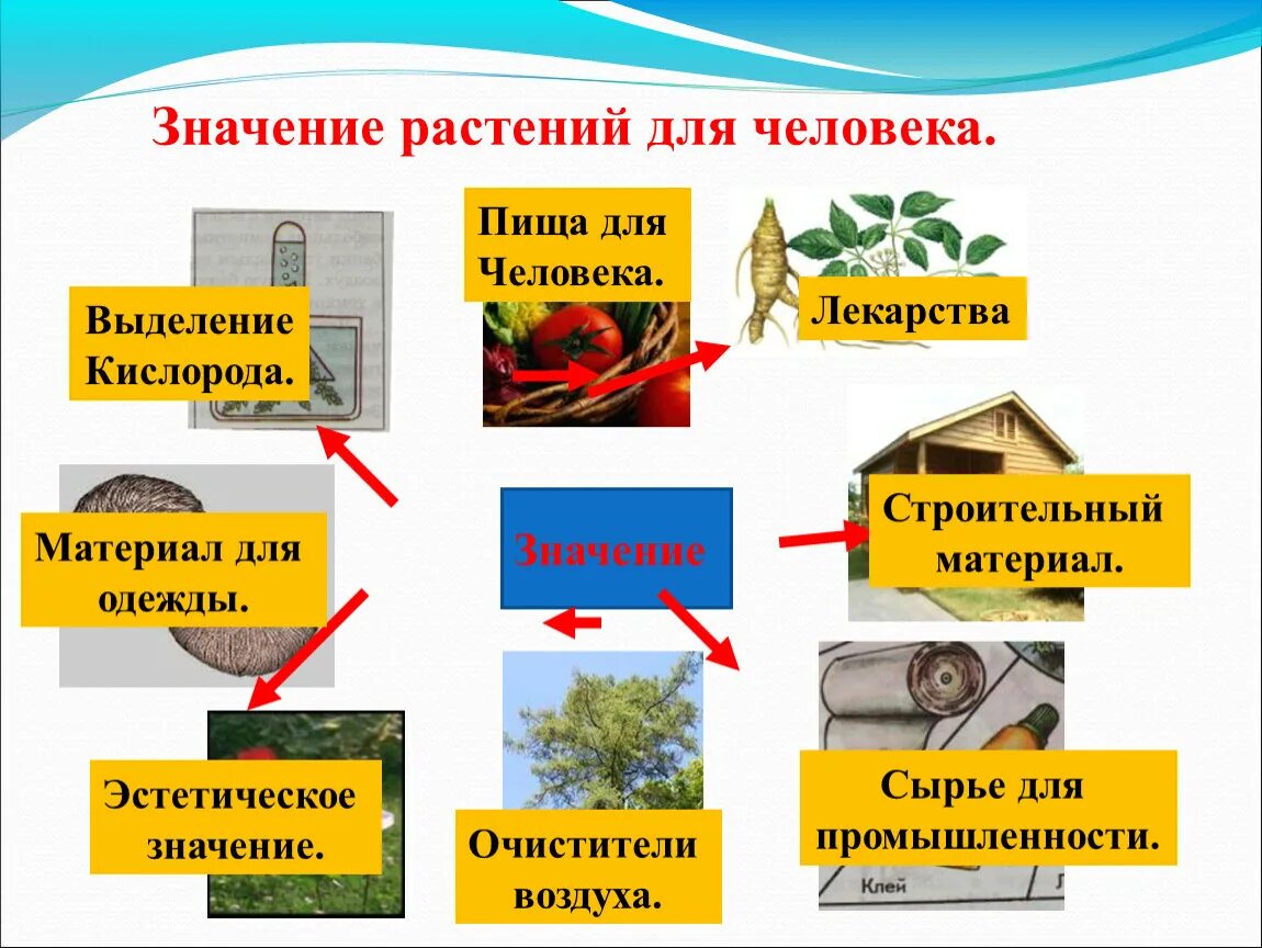 Роль растений в природе и жизни человека 5 класс биология. Значение растений для человека. Значение растений в жизни человека. Значение растений в природе. Каково значение растений в природе впр биология