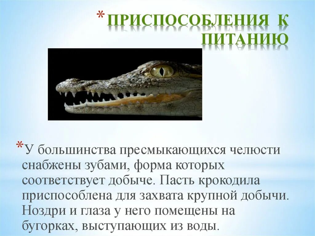 Назовите 3 пресмыкающихся. Приспособления крокодила к питанию. Физиологические адаптации крокодила. Крокодил приспособление к среде обитания. Приспособления рептилий.