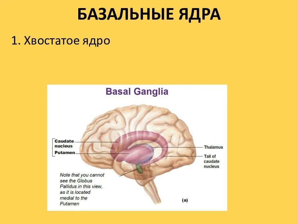 Дефицитарность базальных ядер мозга. Подкорковые ядра головного мозга анатомия. базальные ядра головного мозга. базальные ядра конечного мозга строение. базальные ядра конечного мозга функции.