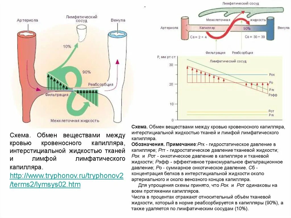 Обмен между кровью тканевой жидкостью и лимфой. Обменные процессы между кровью и тканями. Фильтрационное давление в капиллярах. Обмен веществ между капиллярами и тканями.