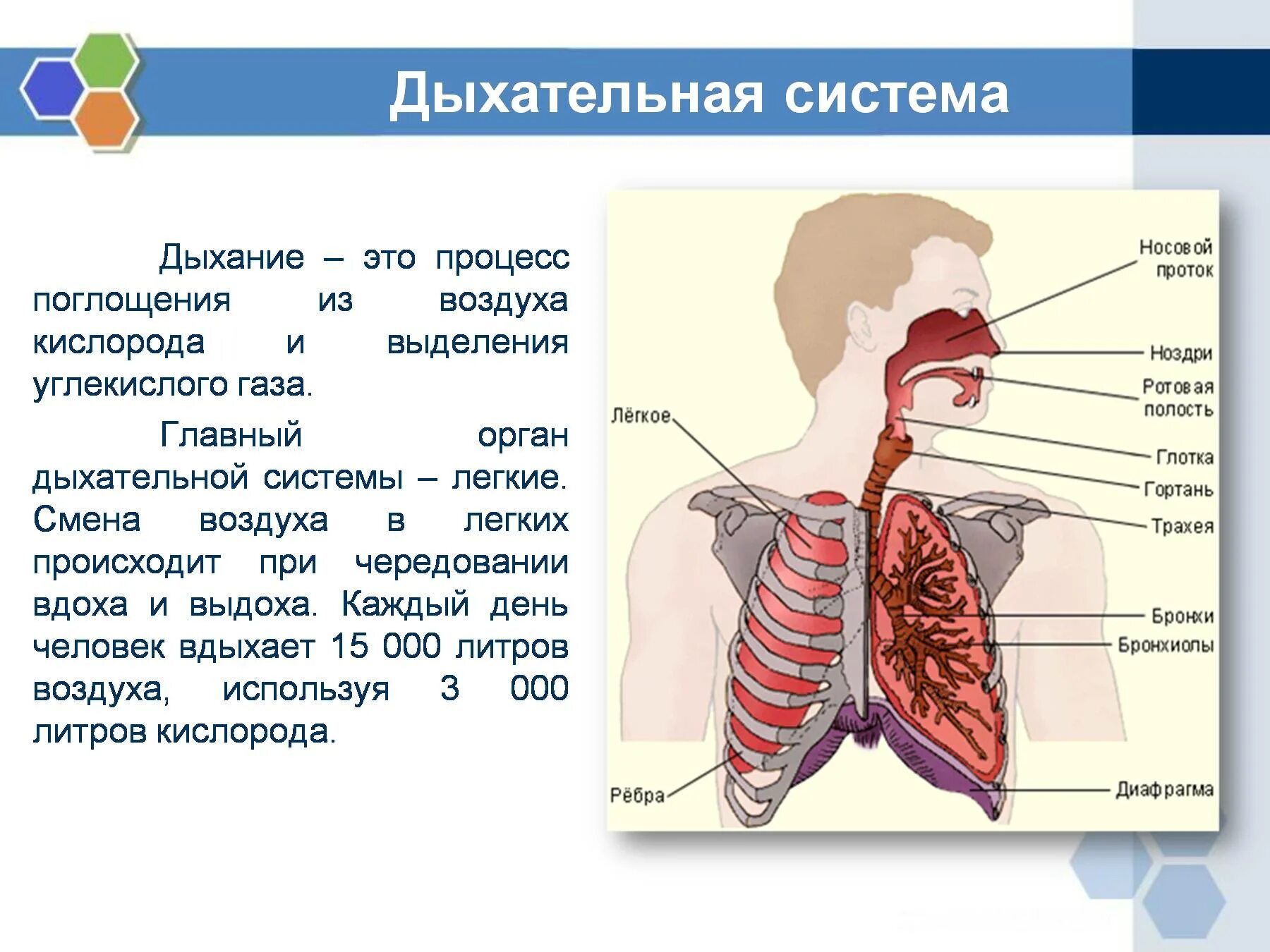 Воздух в легкие поступает через. Дыхательная система 4 класс окружающий. Дыхательная система органов дыхания 3 класс. Система органов дыхания человека 3 класс окружающий мир. Дыхательная система доклад.