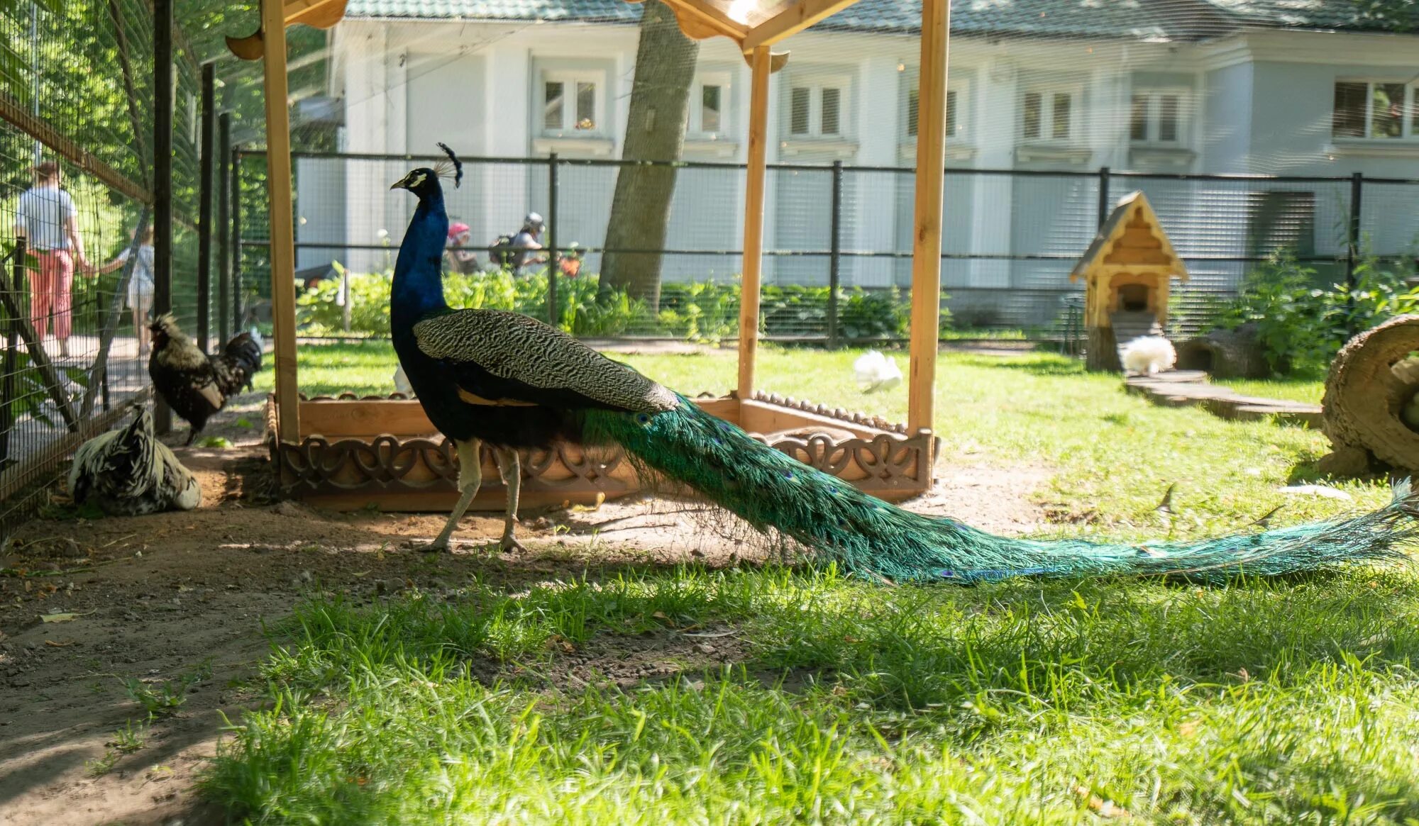 Mini-zoo, zoo, Russia, Saint Petersburg, Yelagin Island, 4 - Yandex Maps