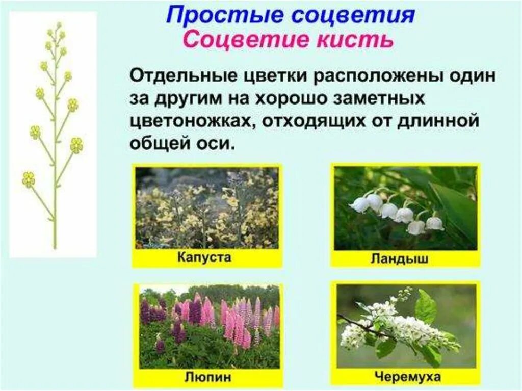 Биологическое значение соцветий 6