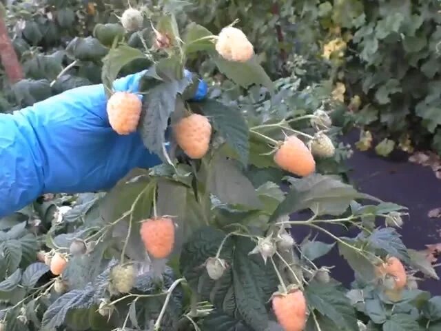 Малина ремонтантная Зюгана Голд саженец - купить с доставкой по выгодным ценам в