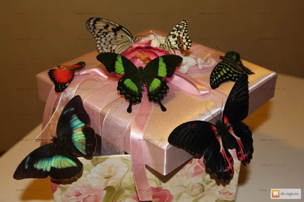 Живой сюрприз. Живые бабочки в подарок. Подарок из бабочек. Коробка с бабочками в подарок. Коробка с живыми бабочками.