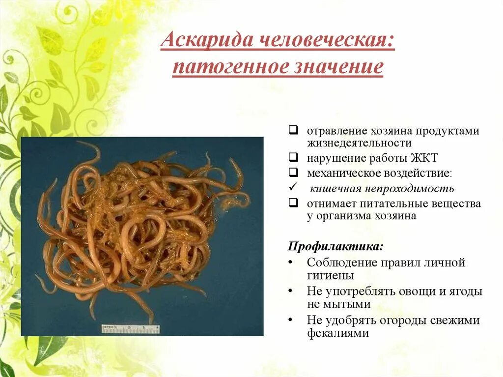 Образ жизни аскариды человеческой. Меры предупреждения аскаридой человеческой. Круглые черви 7 класс аскариды биология. Механизм заражения аскаридозом. Тип круглые черви класс аскарида.