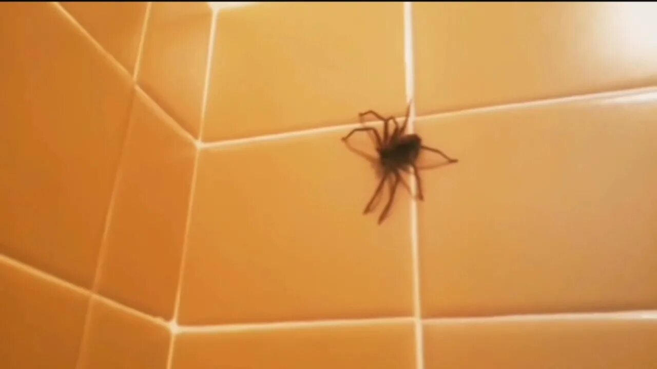 Большой паук в ванной