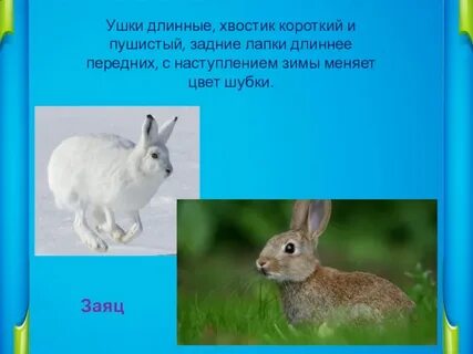 Какие лапы у зайца