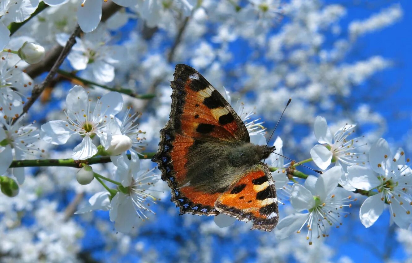 Весенние бабочки. Бабочки в природе. Бабочка на цветке. Ранние бабочки весной