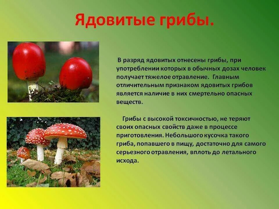 Основные признаки ядовитых грибов. Сообщение о ядовитых грибах. Ядовитые грибы описание. Лесные опасности ядовитые грибы. Несъедобные грибы для человека.