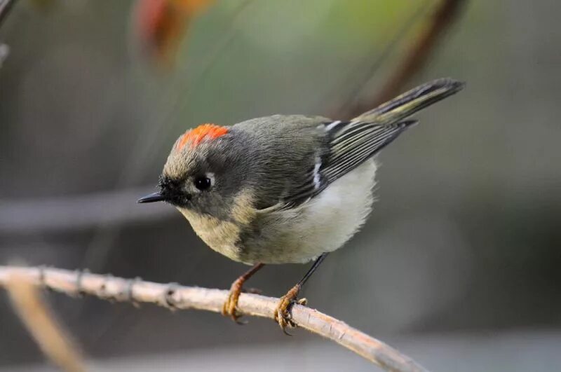 Желтоголовый королёк. Желтоголовый королёк в новосибирске. Позы королька. Птичка королек фото. Золотоголовый вьюрок.